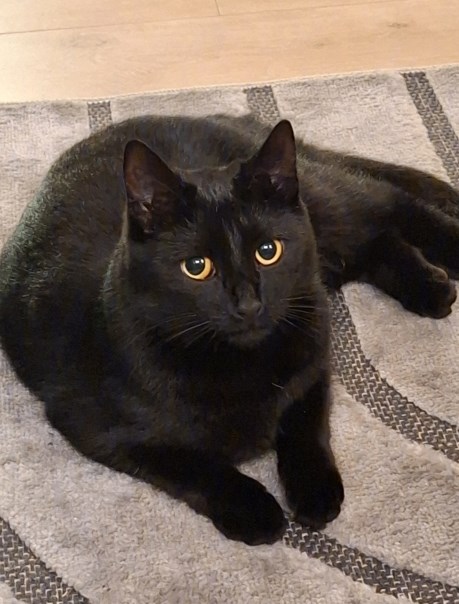 Kat Europese korthaar of huiskat