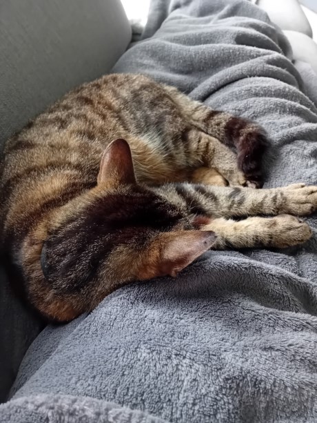 Kat Europese korthaar of huiskat