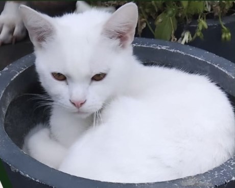 Kat Europese korthaar of huiskat