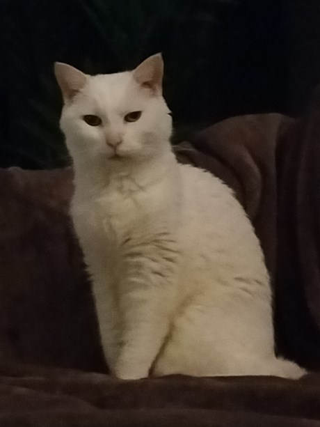 Kat Europese korthaar of huiskat