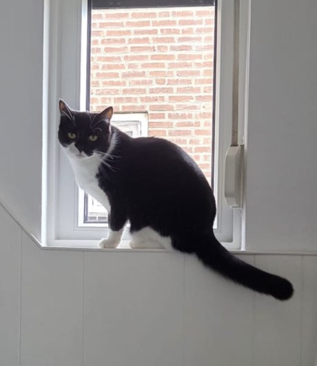 Kat Europese korthaar of huiskat