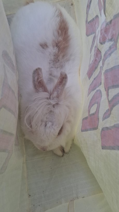 Knaagdier / Haasachtige Konijn