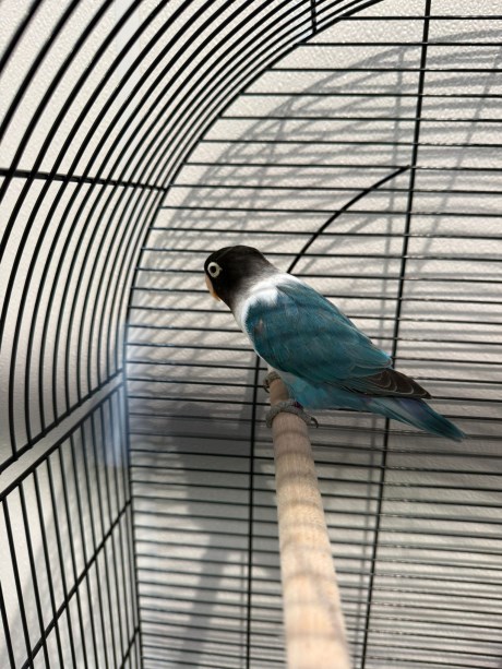 Vogel (Dwerg-)papegaai