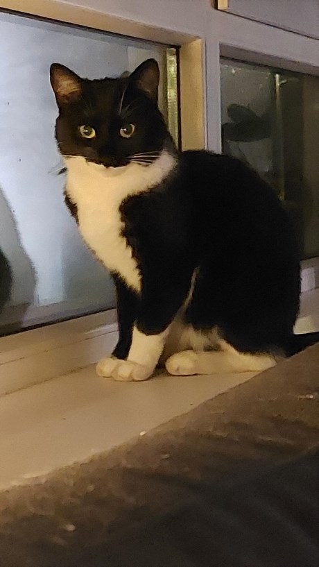 Kat Europese korthaar of huiskat