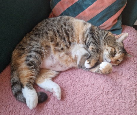 Kat Europese korthaar of huiskat