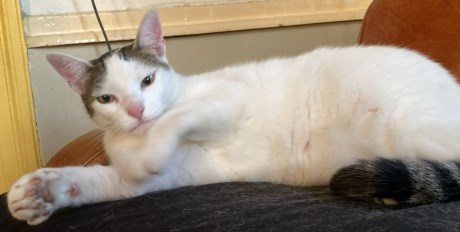 Kat Europese korthaar of huiskat