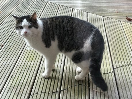 Kat Europese korthaar of huiskat