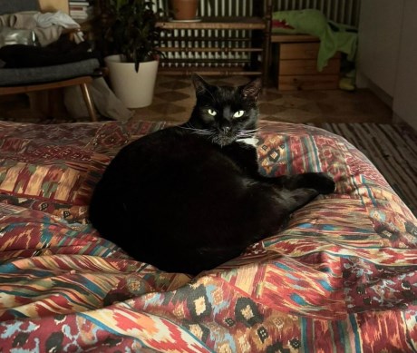 Kat Europese korthaar of huiskat