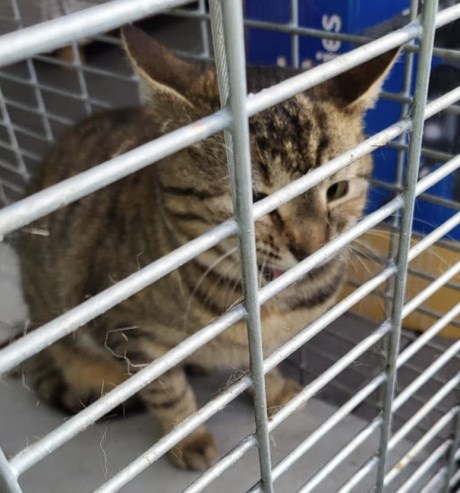 Kat Europese korthaar of huiskat