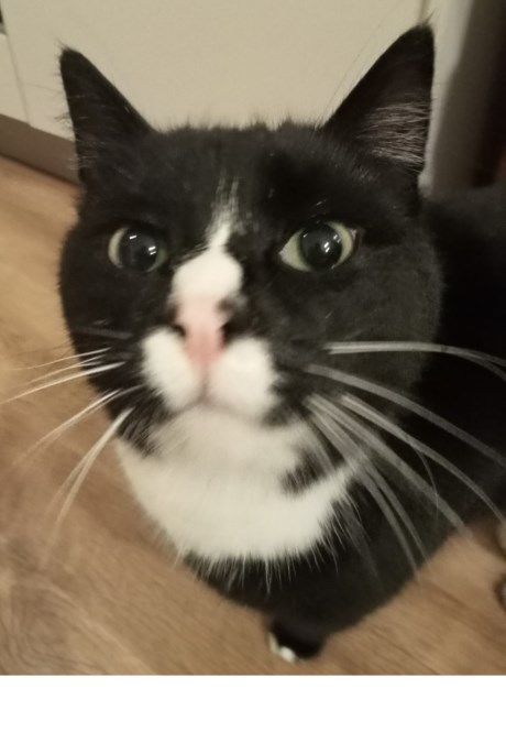 Kat Europese korthaar of huiskat