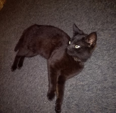 Kat Europese korthaar of huiskat