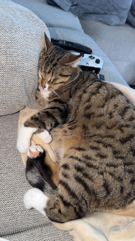 Kat Europese korthaar of huiskat