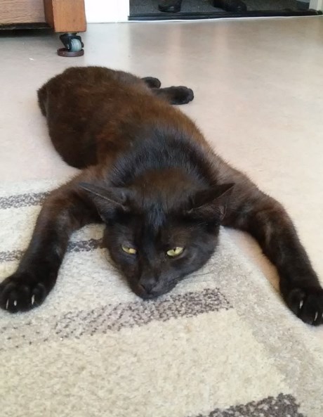 Kat Europese korthaar of huiskat