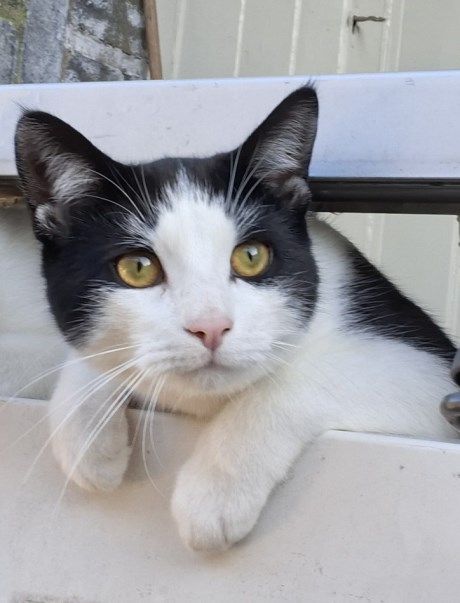 Kat Europese korthaar of huiskat