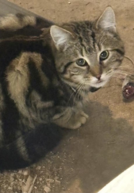 Kat Europese korthaar of huiskat