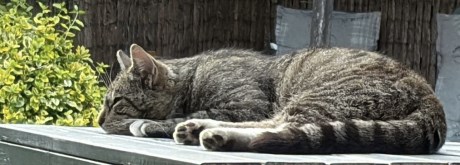 Kat Europese korthaar of huiskat