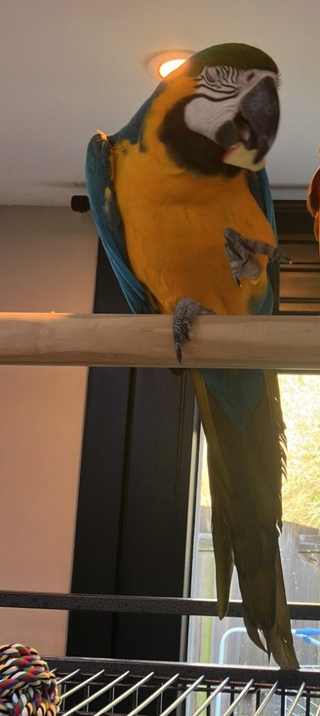 Vogel (Dwerg-)papegaai