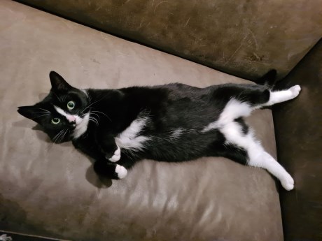 Kat Europese korthaar of huiskat