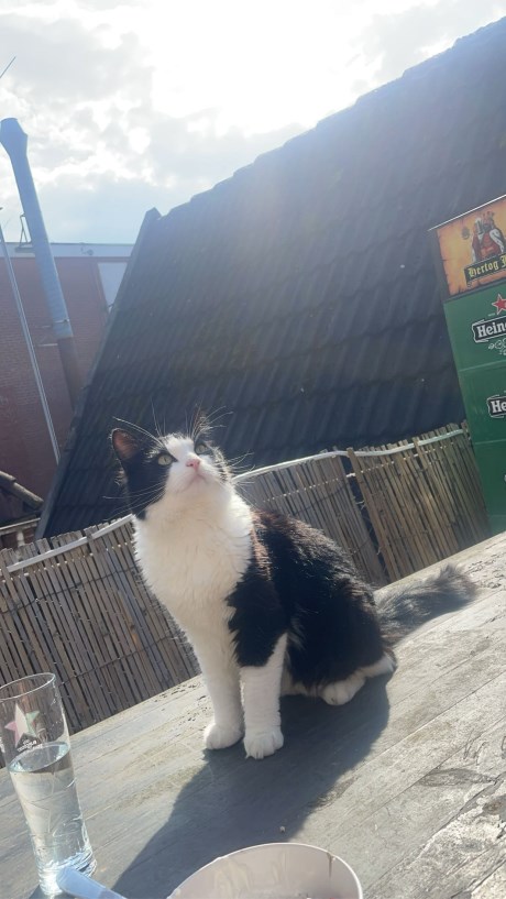 Kat Europese korthaar of huiskat