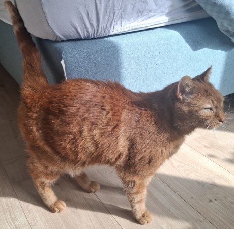 Kat Europese korthaar of huiskat