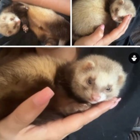 Kleine roofdieren Fret