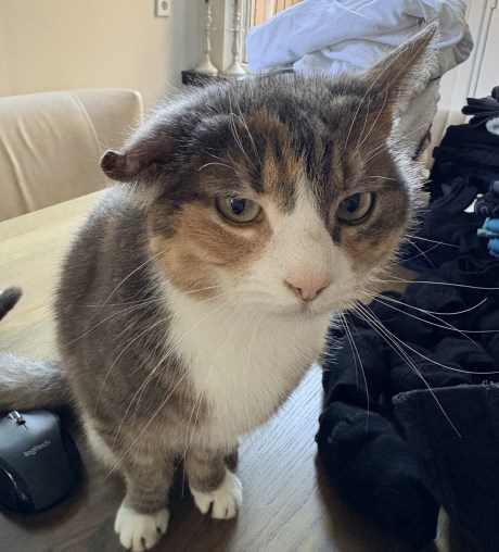 Kat Europese korthaar of huiskat