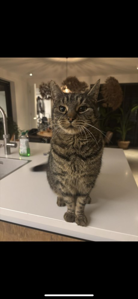 Kat Europese korthaar of huiskat