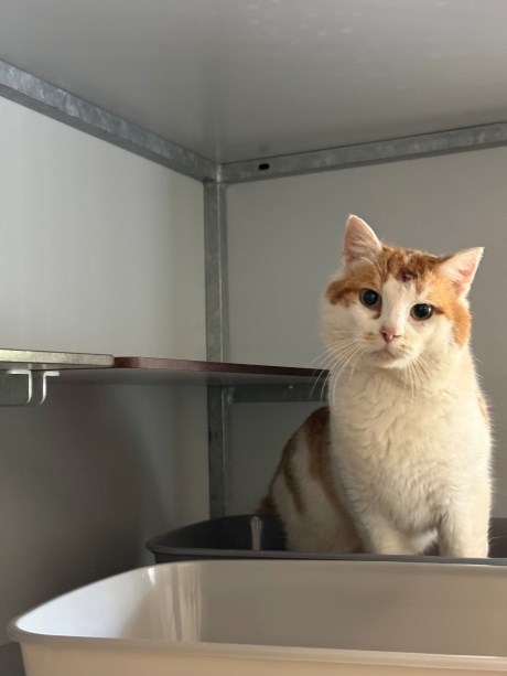 Kat Europese korthaar of huiskat