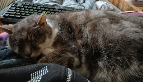 Kat Europese korthaar of huiskat