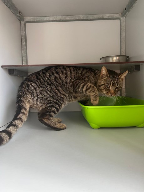 Kat Europese korthaar of huiskat