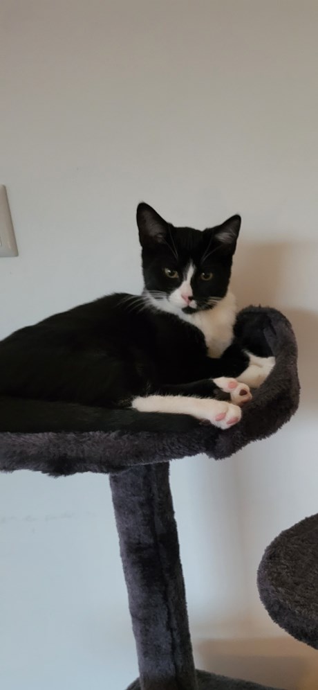 Kat Europese korthaar of huiskat