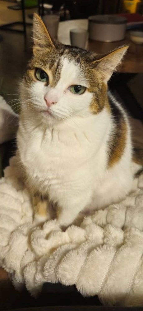 Kat Europese korthaar of huiskat