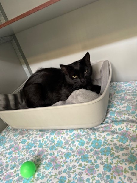 Kat Europese korthaar of huiskat