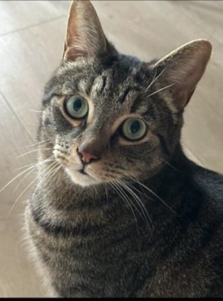 Kat Europese korthaar of huiskat