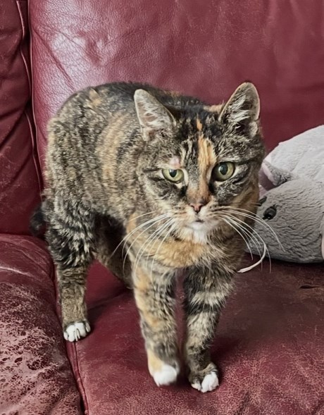 Kat Europese korthaar of huiskat