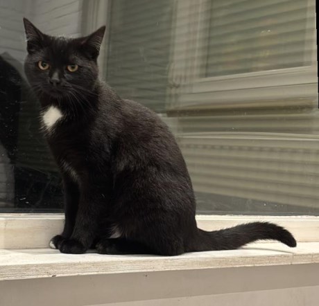 Kat Europese korthaar of huiskat