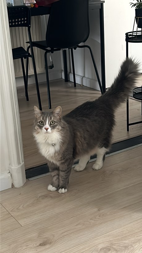 Kat Europese korthaar of huiskat