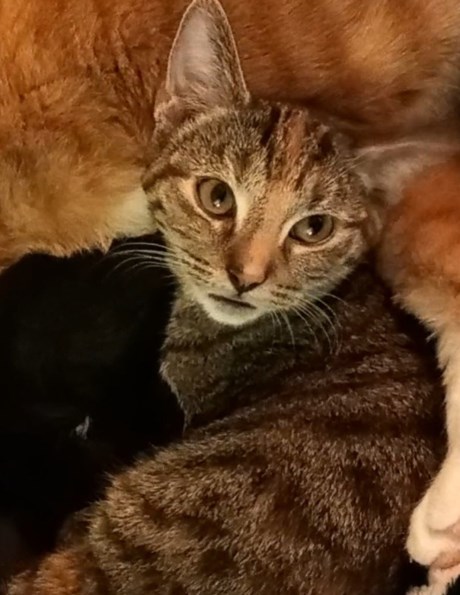 Kat Europese korthaar of huiskat