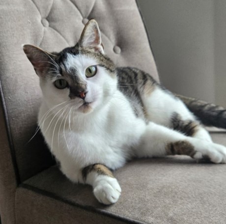 Kat Europese korthaar of huiskat