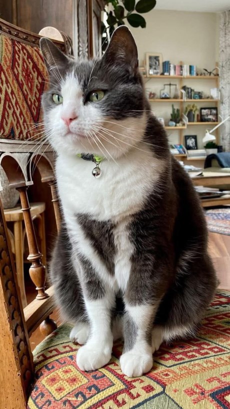 Kat Europese korthaar of huiskat