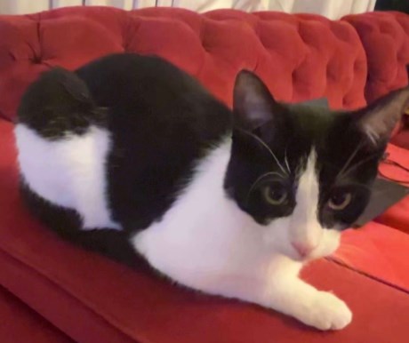 Kat Europese korthaar of huiskat