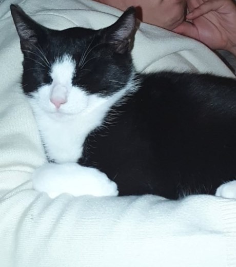 Kat Europese korthaar of huiskat