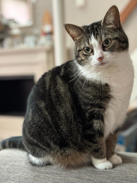 Kat Europese korthaar of huiskat