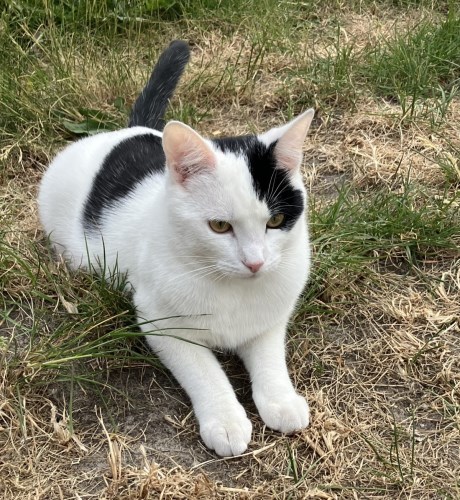 Kat Europese korthaar of huiskat