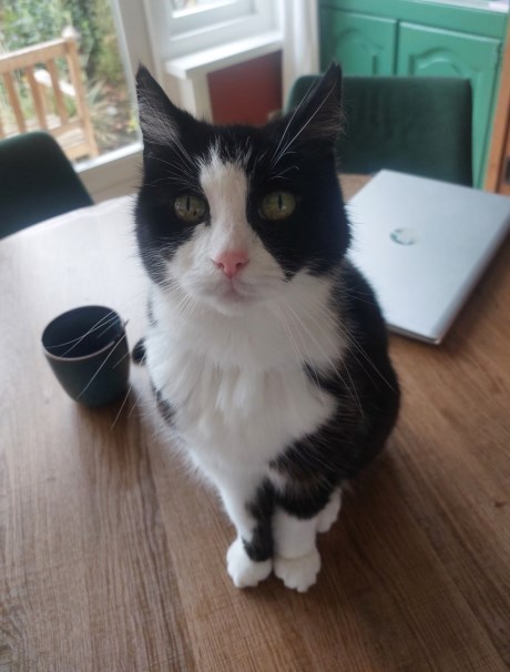 Kat Europese korthaar of huiskat