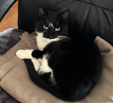 Kat Europese korthaar of huiskat