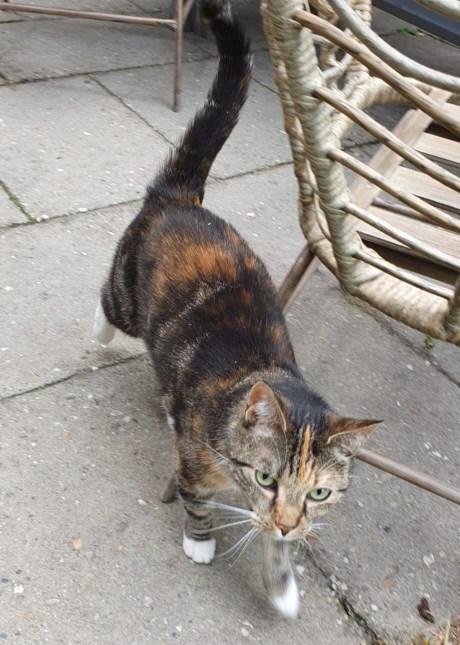 Kat Europese korthaar of huiskat