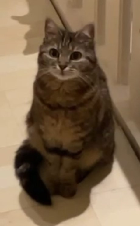 Kat Europese korthaar of huiskat