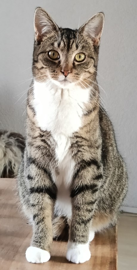 Kat Europese korthaar of huiskat