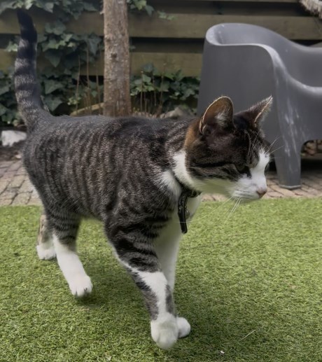 Kat Europese korthaar of huiskat